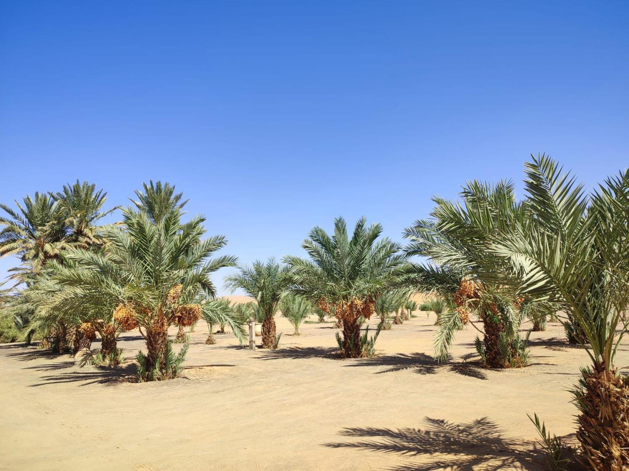 Berber Palace Merzouga Eksteriør billede